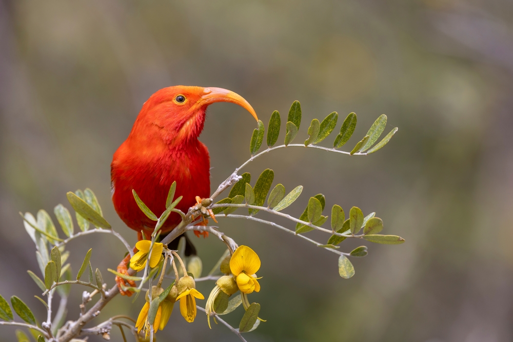 World Wildlife Conservation Day 2024 Trash Free Hawaii